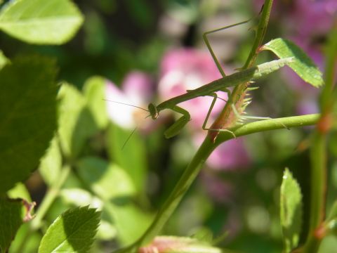 庭のカマキリの幼虫画像その6（5月26日撮影／リコーCX5）