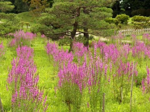古河総合公園　何という花でしょうか。まっピンクで綺麗です。