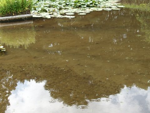 池の真ん中にうじゃうじゃいるのはオタマジャクシです。