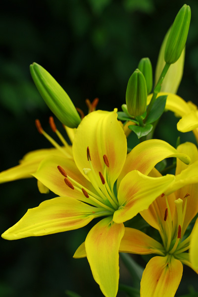 黄色　ユリの花