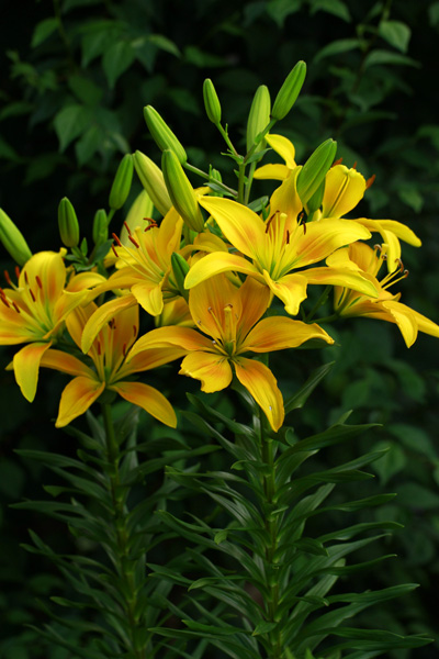 黄色　ユリの花