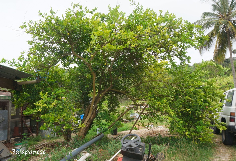 Bajapanese この木なんの木きになる木 Lime