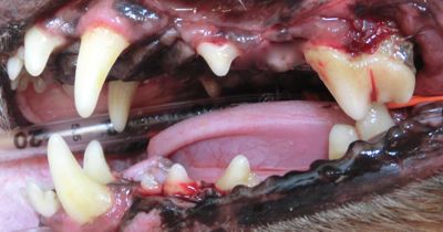 バロン　犬の歯石除去１