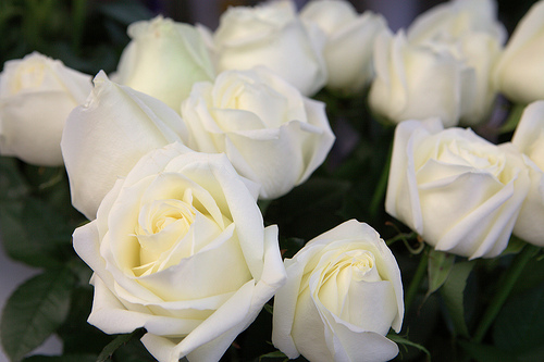 Les roses blanches1