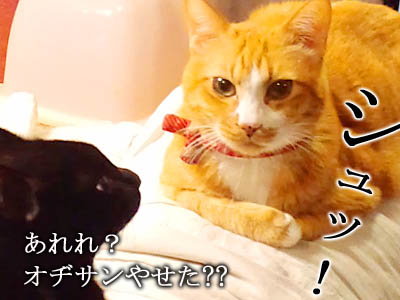 仙台のオジサン猫・ゆず丸さん