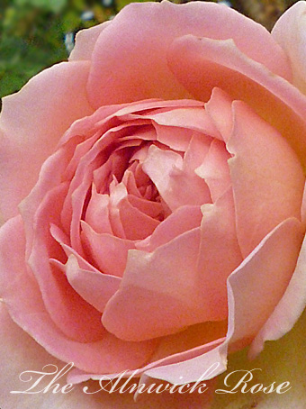 rose2015_108.jpg