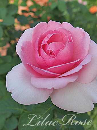rose2015_168.jpg