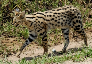 serval015[1]