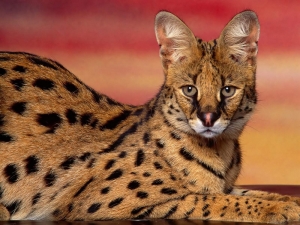serval022[1]