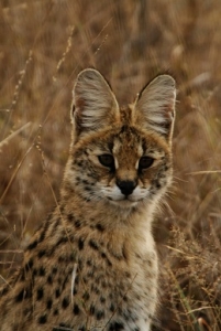 serval024[1]