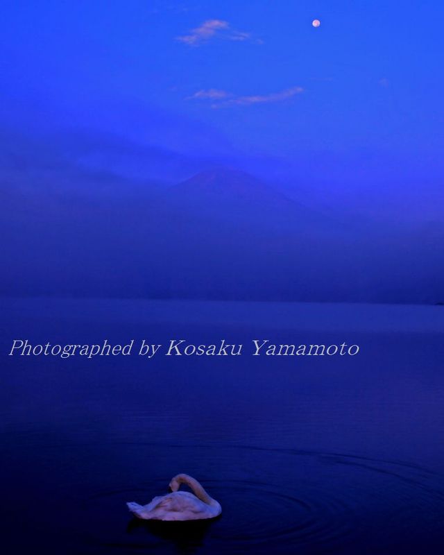「残月富士に白鳥憩う」　（山中湖）