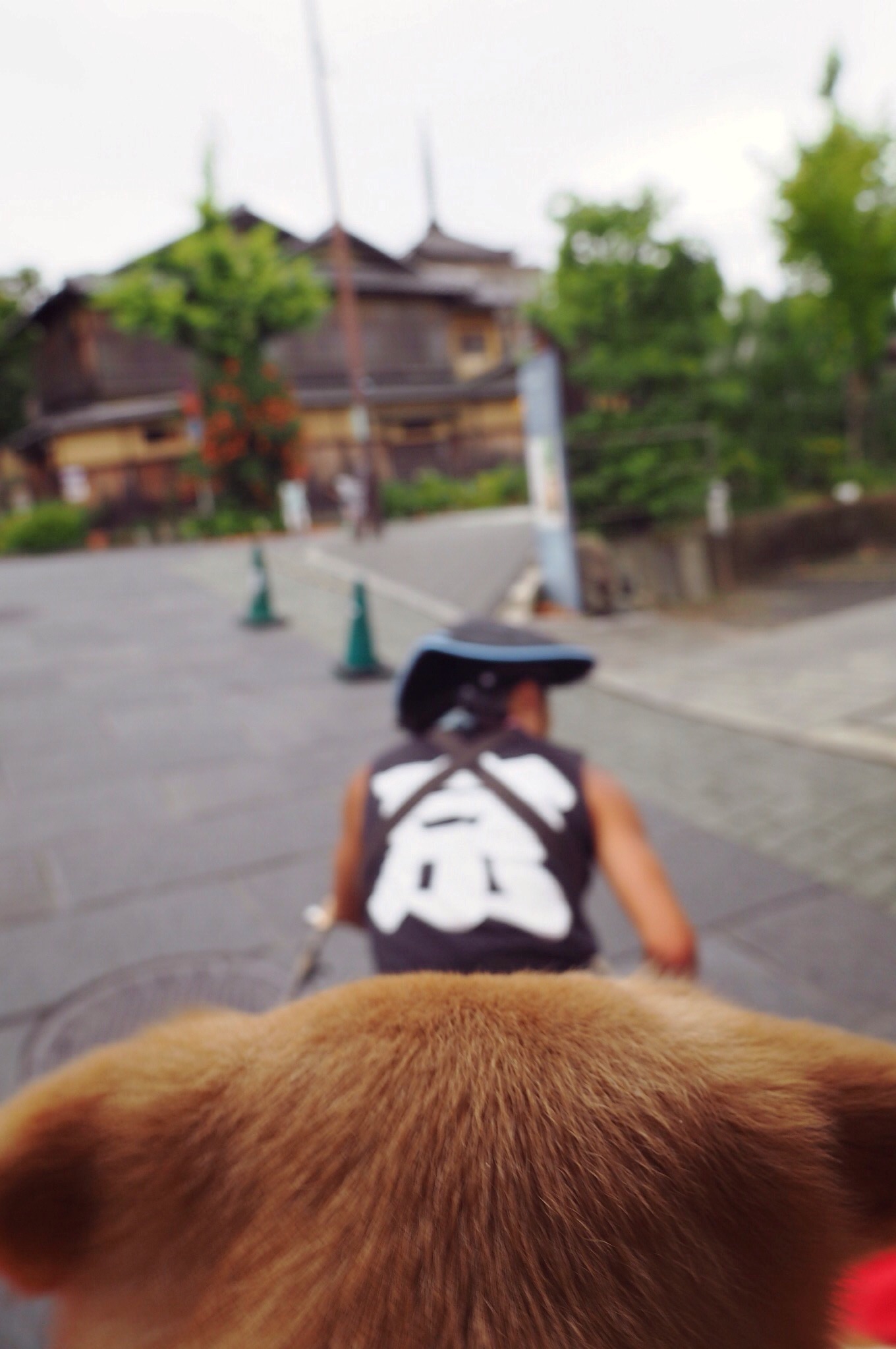 京都 人力車 大型犬