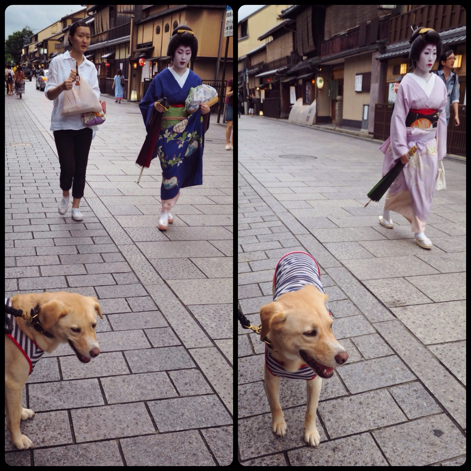 京都旅行 祇園 わんこ 犬