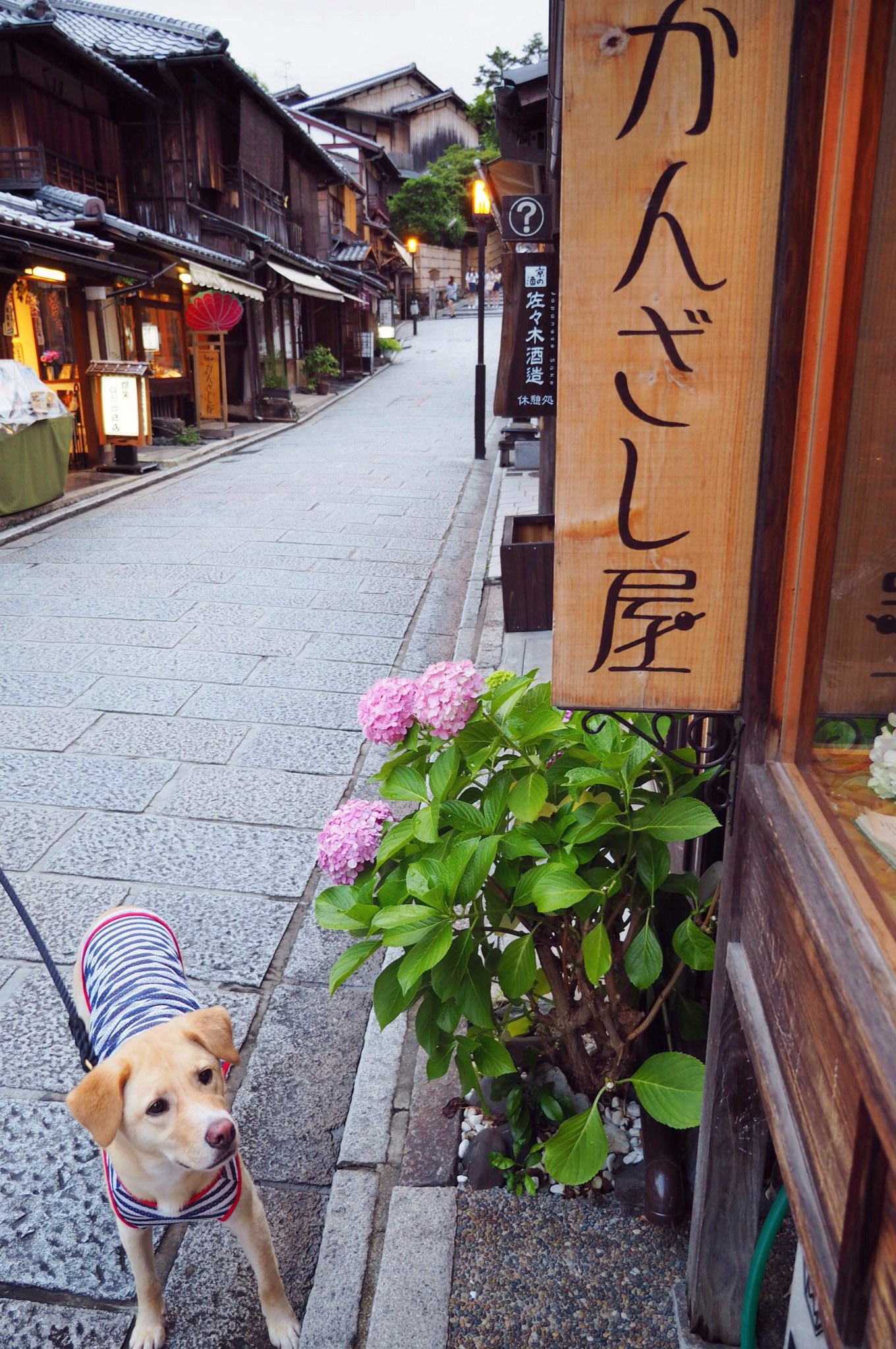 京都旅行 わんこ 犬