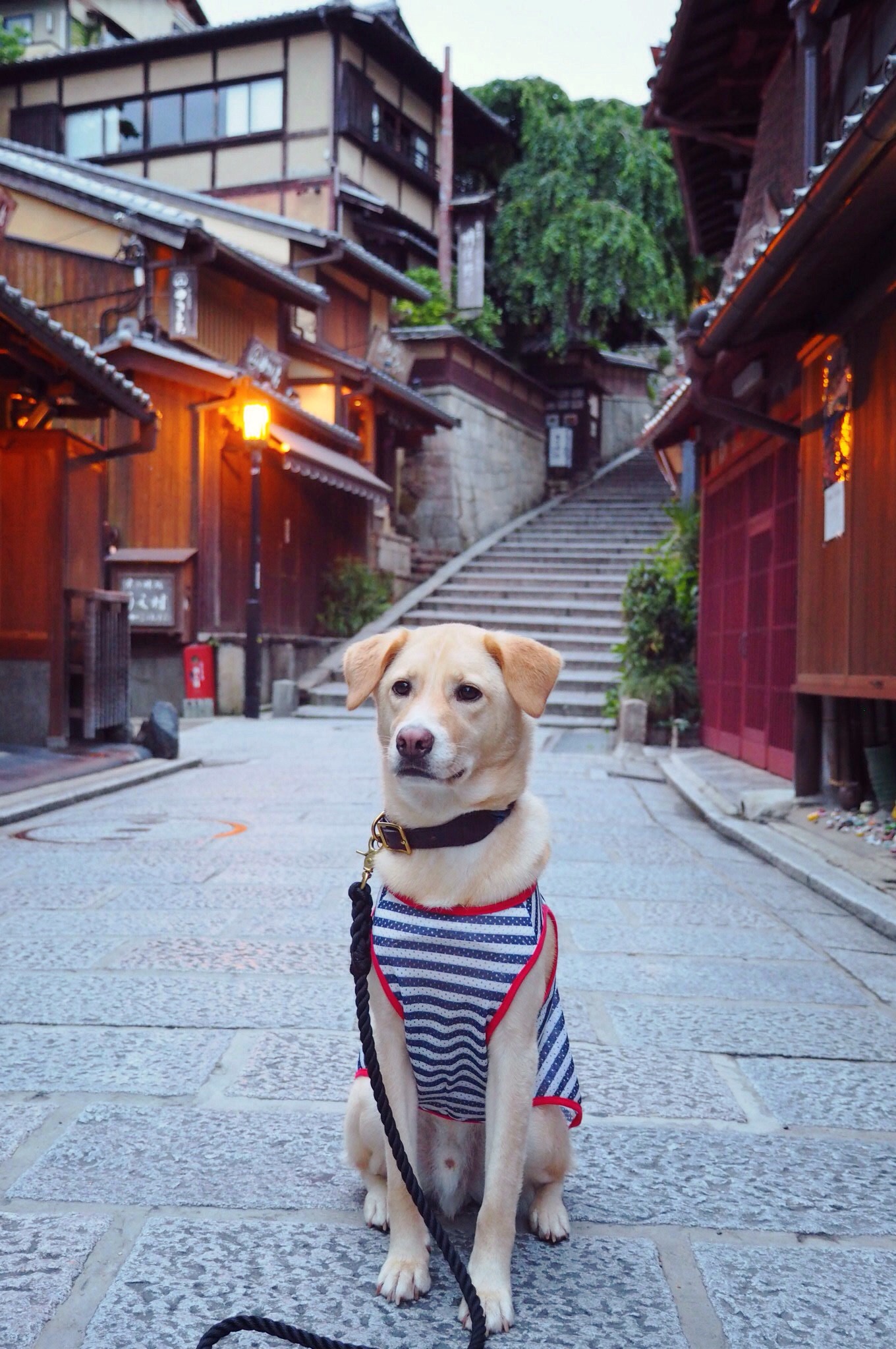 京都旅行 犬 わんこ