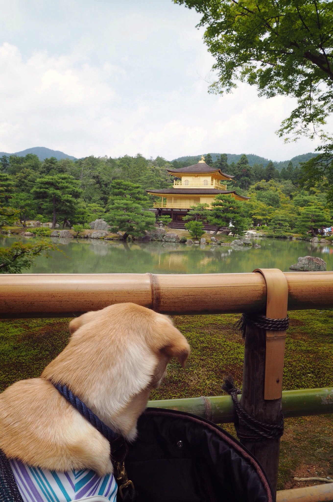 金閣寺 大型犬 わんこ 京都