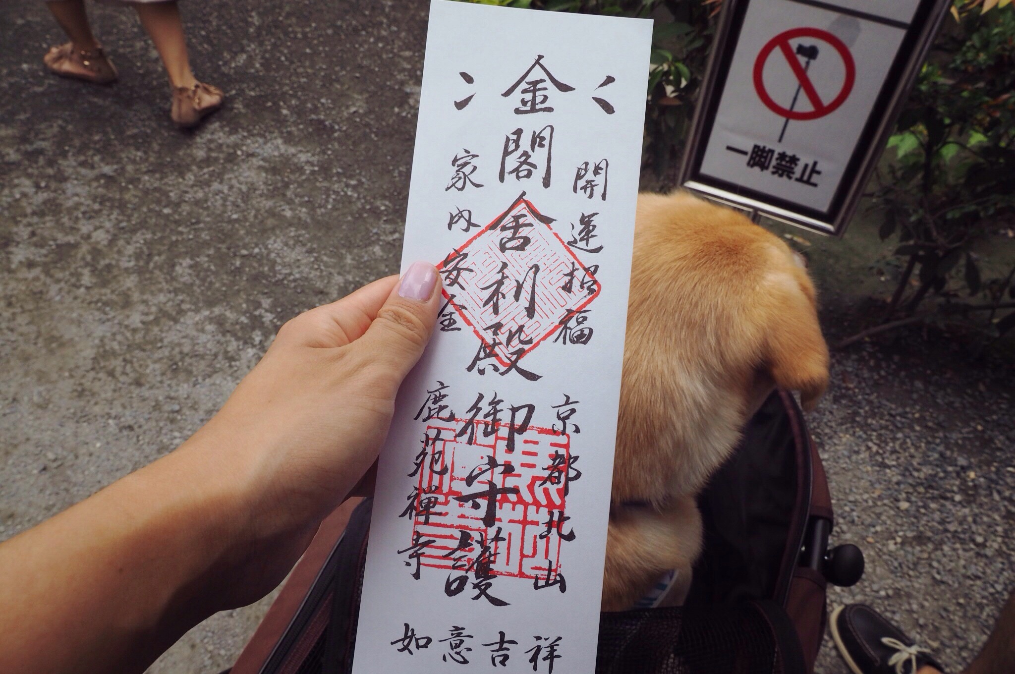 京都旅行 大型犬 わんこ 金閣寺