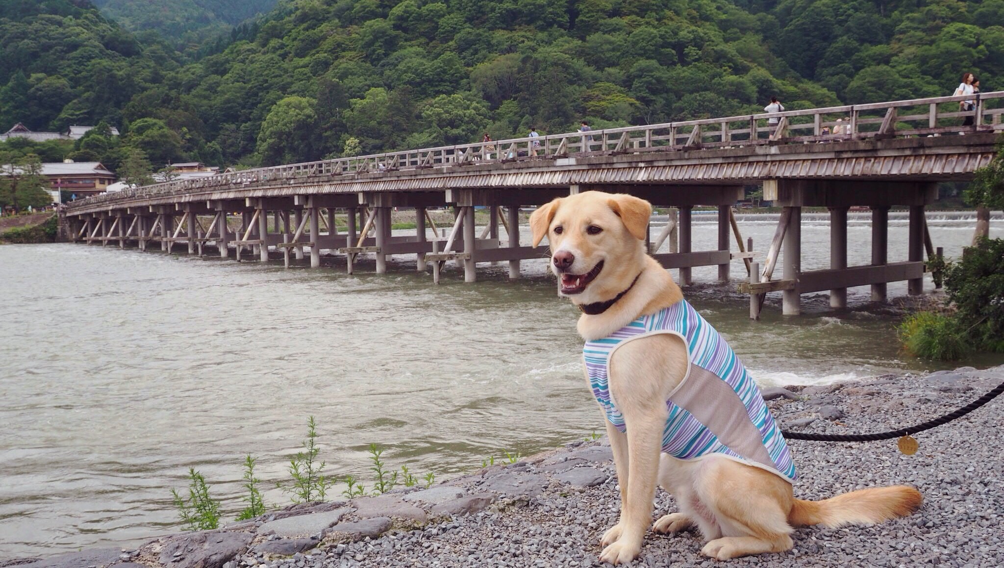嵐山 大型犬 わんこ 京都旅行