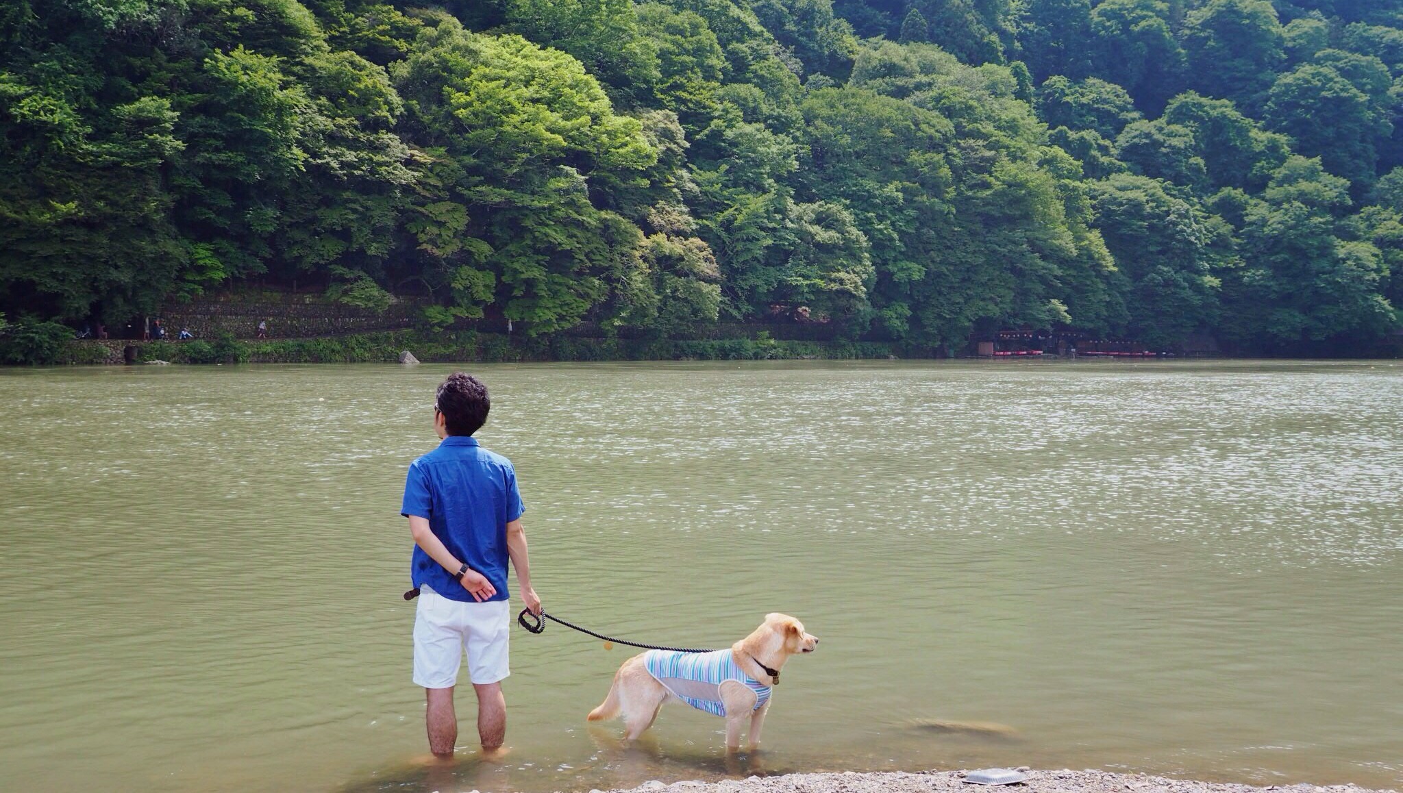 嵐山 大型犬 わんこ 泳ぐ