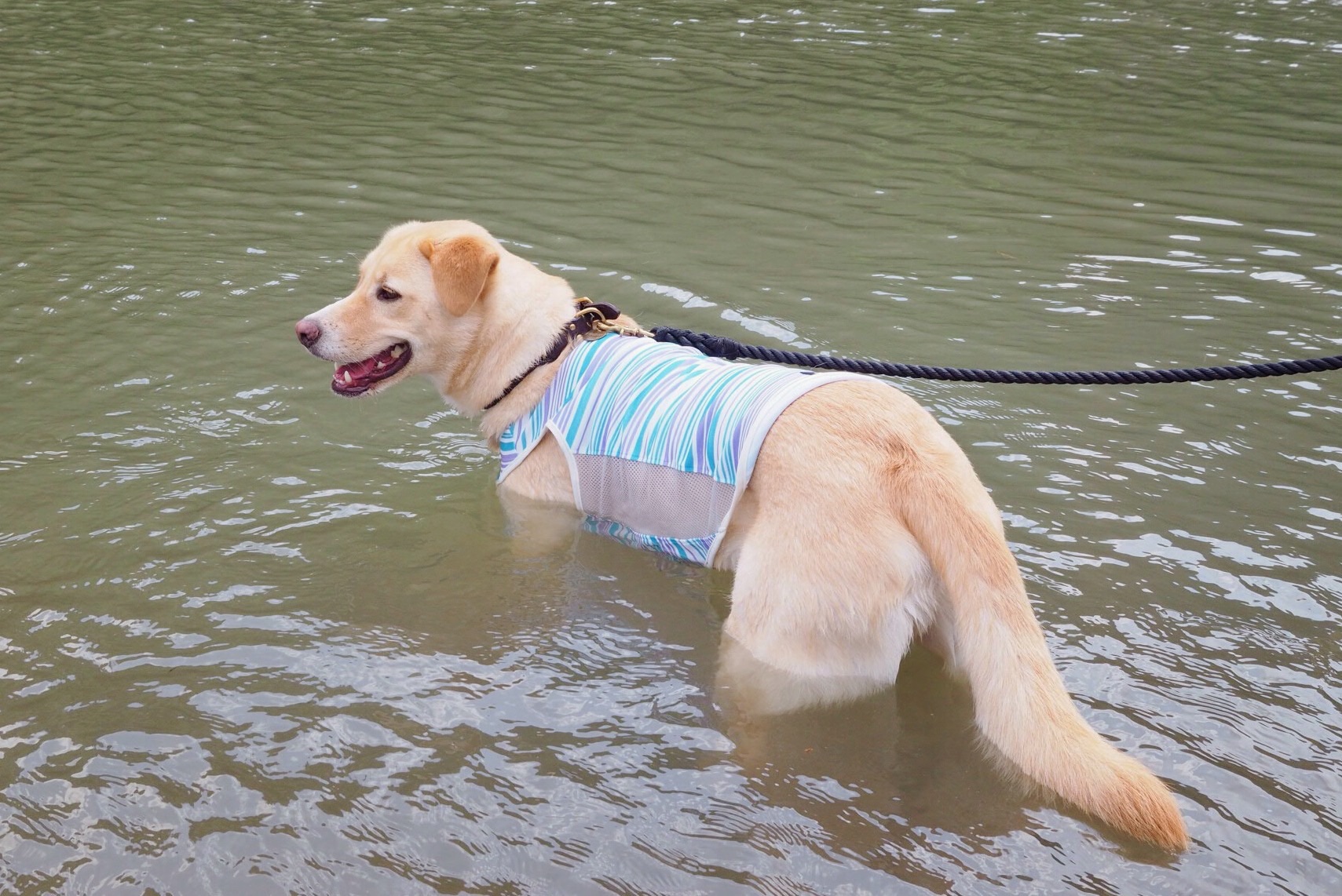 嵐山 犬 泳ぐ