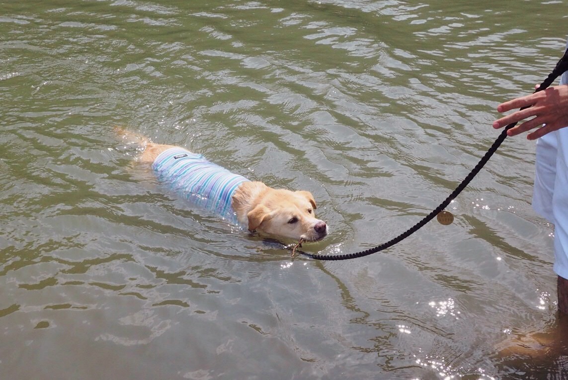 嵐山 大型犬 泳