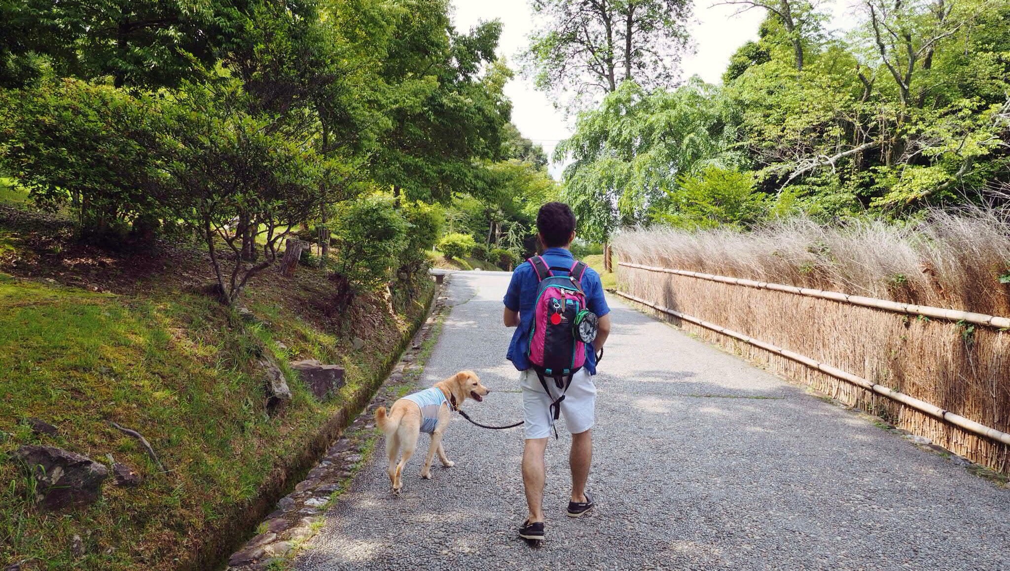 嵐山 竹林 大型犬 わんこ