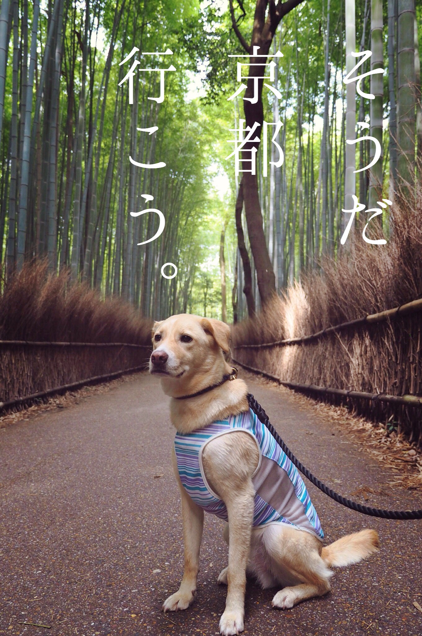 京都旅行 犬 わんこ 嵐山