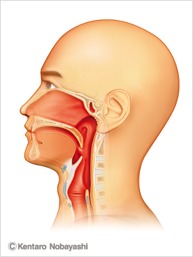 咽頭の構造図