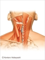 頸部の筋肉図