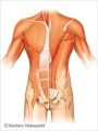 胸背部の筋肉図