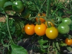 tomato orange1