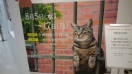 岩合光昭の世界ネコ歩き 写真展