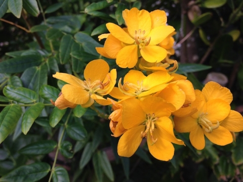 黄色いマメ科の花