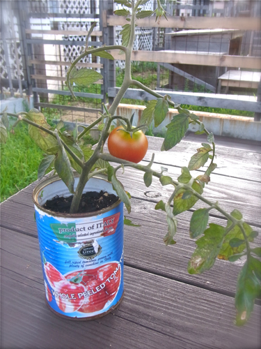 tomato150724-1