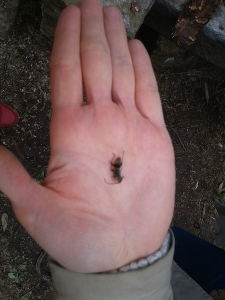 小さなカミキリムシの成虫