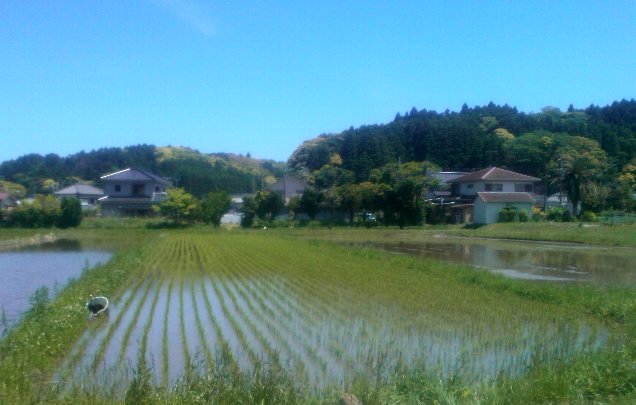 田んぼhosei