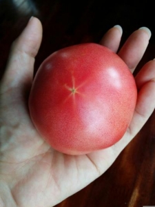 トマト大玉サイズ