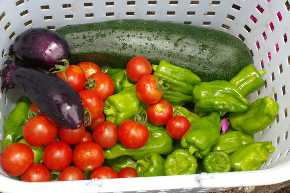 野菜の収穫2015-0705blog